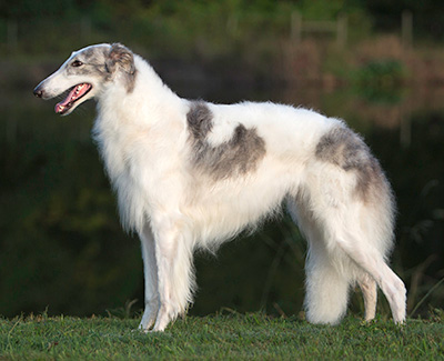 Top Conformation Borzoi 2013